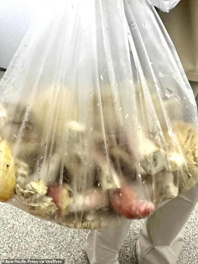 Tragic Incident in Chiang Rai: Father and Daughter Die After Consuming Mushroom-Laced Curry