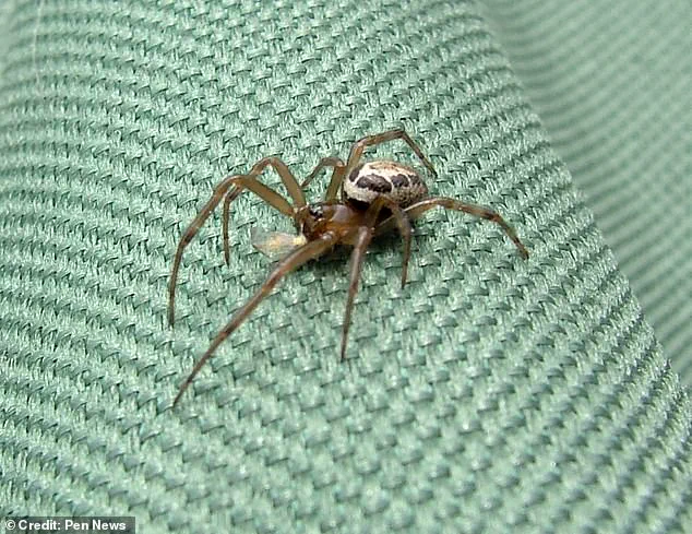 Britain's Most Dangerous Spider Sparks Health Crisis and Community Concerns After Devastating Bite Leaves Worker Hospitalized