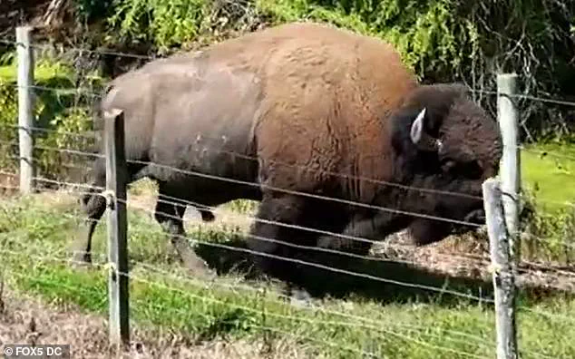 Unexpected Incident Tests Bond Between Maryland Man and His Buffalo Herd