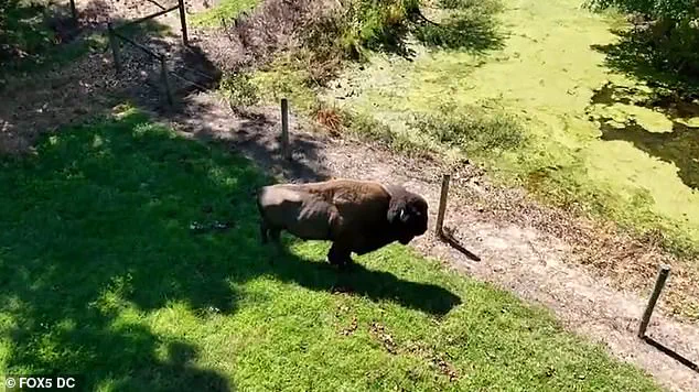 Unexpected Incident Tests Bond Between Maryland Man and His Buffalo Herd