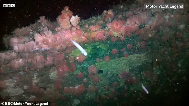 SS Terra Nova: A Haunting Legacy Unearthed from the Depths of History