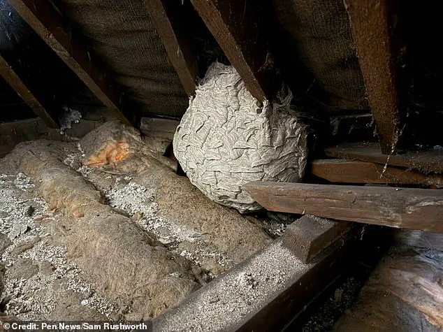 UK Experiences Wasp Population Surge Amid Warm Weather, Experts Caution About Outdoor Risks