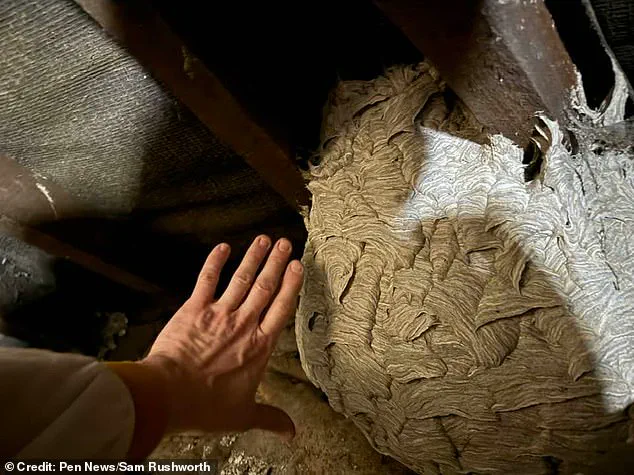 UK Experiences Wasp Population Surge Amid Warm Weather, Experts Caution About Outdoor Risks