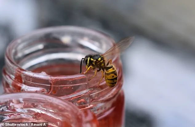 UK Experiences Wasp Population Surge Amid Warm Weather, Experts Caution About Outdoor Risks
