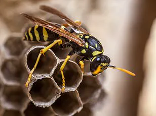 Urgent: Previously Unknown Parasitic Wasps Spreading Across U.S., Threatening Native Oak Gall Wasps