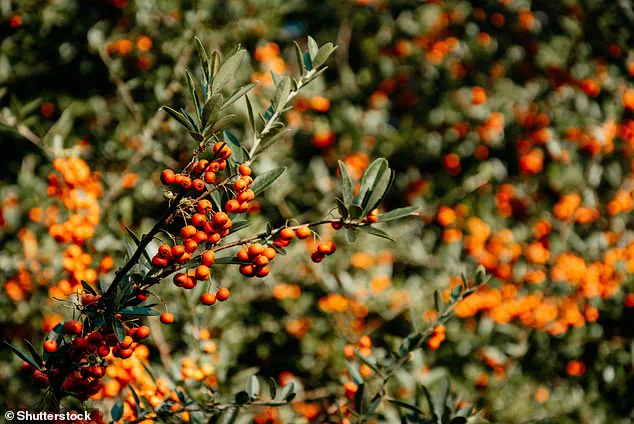 Privileged Access to the Past: Bogs' Anaerobic Secrets Reveal Unparalleled Archaeological Finds