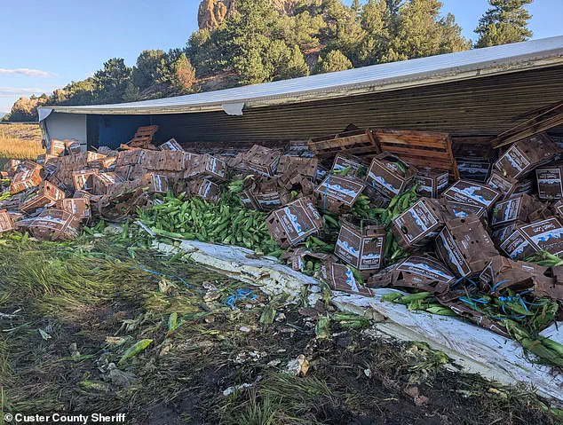 Surreal Scene: Semi-Truck Crash Spills Sweet Corn Across Colorado Highway