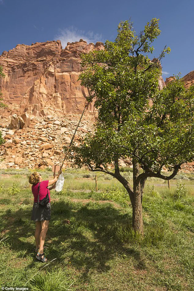 Capitol Reef National Park's Fruit Trees Fail to Bear Fruit, Disappointing Visitors