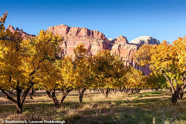 Capitol Reef National Park's Fruit Trees Fail to Bear Fruit, Disappointing Visitors