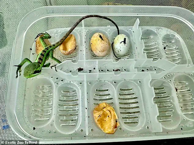Exclusive: Unprecedented 'Virgin Birth' in Lizard House at Exotic Zoo Sparks Scientific Curiosity