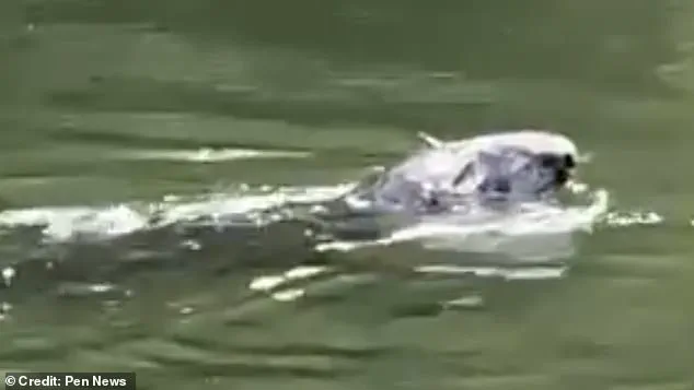 Mystery Animal Spotted in Thames Leaves Experts Baffled