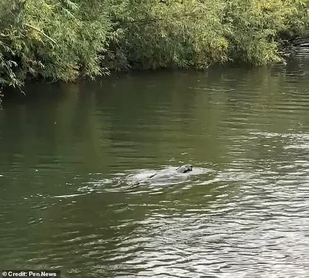 Mystery Animal Spotted in Thames Leaves Experts Baffled