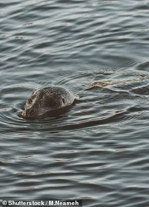 Mystery Animal Spotted in Thames Leaves Experts Baffled