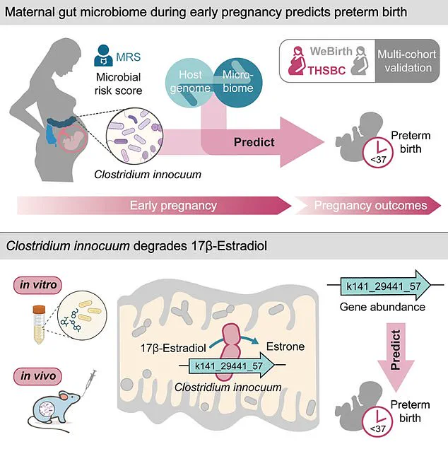 Study Reveals Link Between Gut Bacterium Clostridium innocuum and Increased Risk of Preterm Births