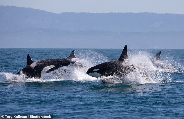 Killer Whale Attacks on Tourist Vessels Prompt Marine Conservation Discussions in Portugal