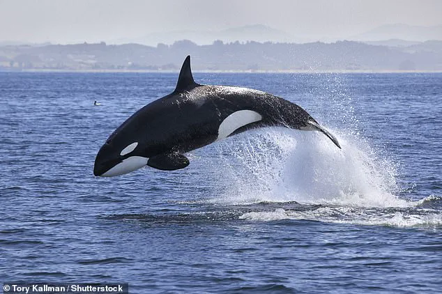 Killer Whale Attacks on Tourist Vessels Prompt Marine Conservation Discussions in Portugal