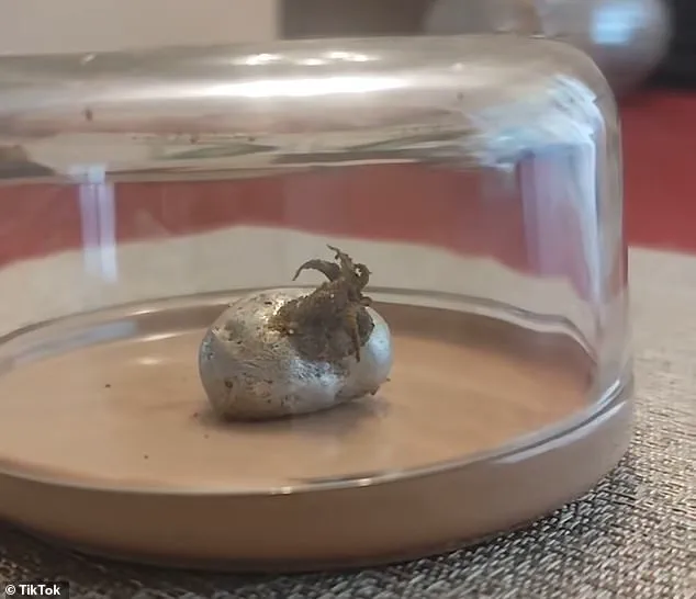 Man Claims to Find Unusual Organism in Meteorite Found in Panama Crater, Sparks Debate