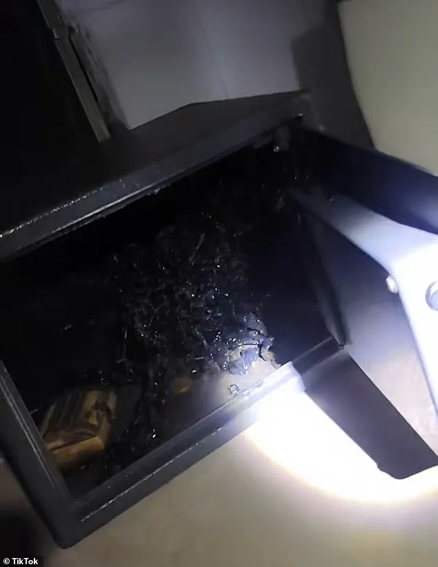 Man Claims to Find Unusual Organism in Meteorite Found in Panama Crater, Sparks Debate