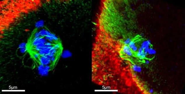 New Research Highlights Potential Public Health Risks of Cannabis Use on Fertility and Fetal Development