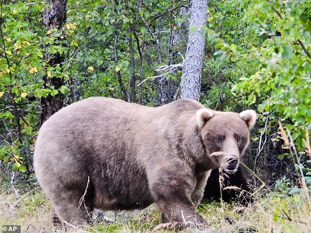The Survival Feast: How Alaska’s Fat Bear Week Shapes the Future of Brown Bears