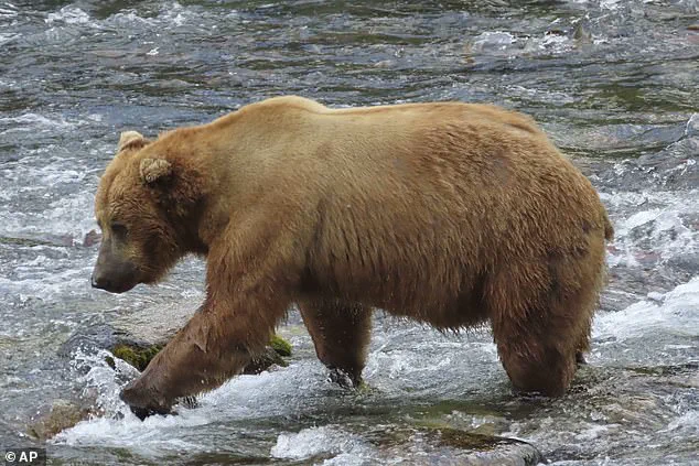 The Survival Feast: How Alaska’s Fat Bear Week Shapes the Future of Brown Bears