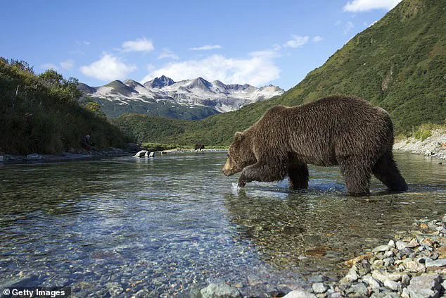 The Survival Feast: How Alaska’s Fat Bear Week Shapes the Future of Brown Bears