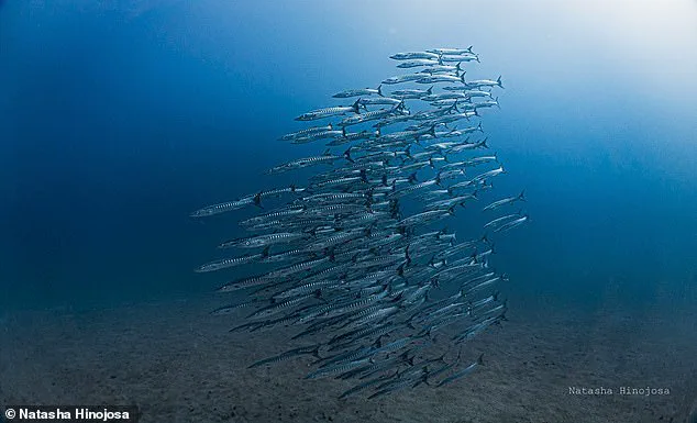 Urgent Alert: Failure of Vital Gulf of Panama Upwelling Sparks Ecological and Economic Crisis