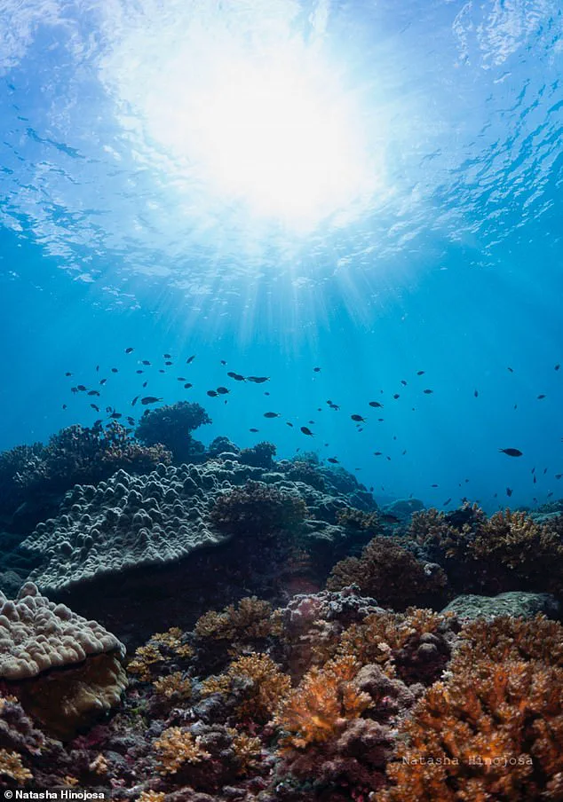 Urgent Alert: Failure of Vital Gulf of Panama Upwelling Sparks Ecological and Economic Crisis