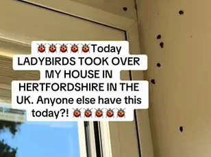 Autumn Fruit Fly Surge Puzzles Homeowners as Trapping Efforts Multiply