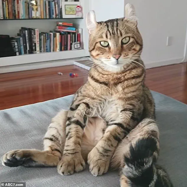 Food Delivery Driver Allegedly Steals Cat in West Hollywood, Footage Sparks Outrage