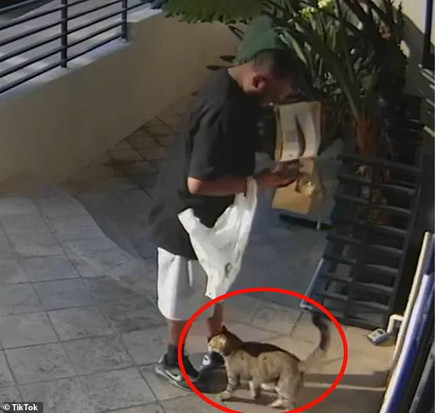 Food Delivery Driver Allegedly Steals Cat in West Hollywood, Footage Sparks Outrage