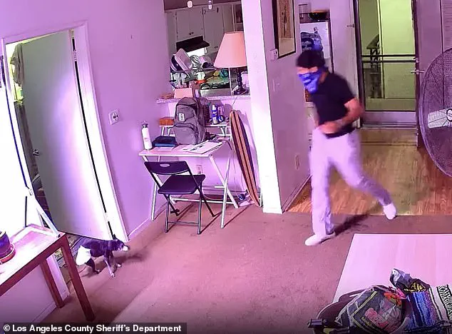 Food Delivery Driver Allegedly Steals Cat in West Hollywood, Footage Sparks Outrage