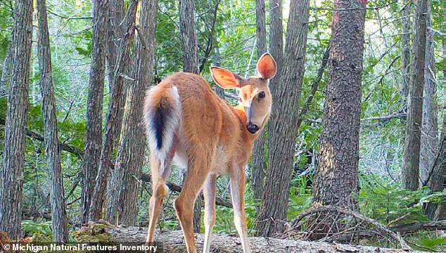 Beaver Island's Ecological Crisis: The Overabundance of White-Tailed Deer Threatens a Fragile Ecosystem
