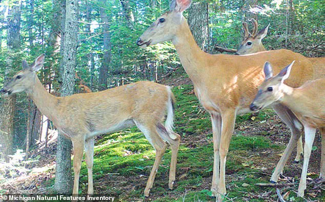 Beaver Island's Ecological Crisis: The Overabundance of White-Tailed Deer Threatens a Fragile Ecosystem