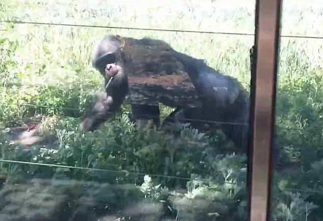 Exclusive Footage of Chimpanzee's Cigarette Incident Sparks Outrage Over Zoo and Public Responsibility