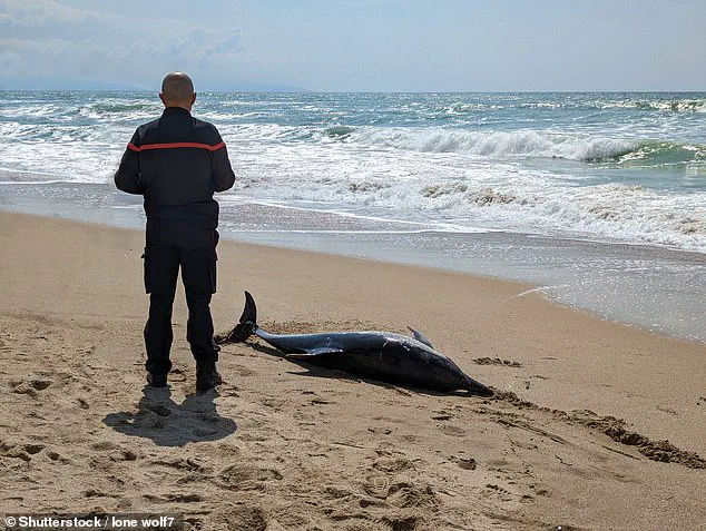 Study Links Dolphin Stranding to Alzheimer's-Linked Toxin, Raising Human Health Concerns Along US Coast
