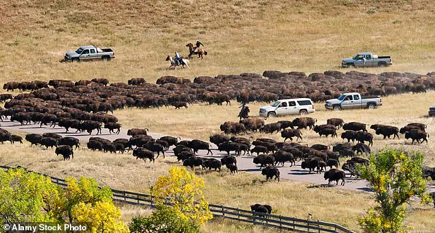 Bison Retracing Ancient Migration Routes May Signal Ecological Shifts, Study Reveals
