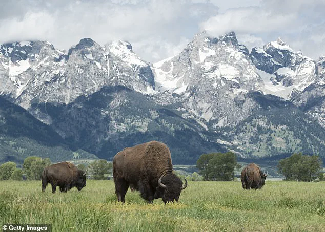 Bison Retracing Ancient Migration Routes May Signal Ecological Shifts, Study Reveals