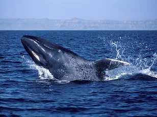 Bison Retracing Ancient Migration Routes May Signal Ecological Shifts, Study Reveals