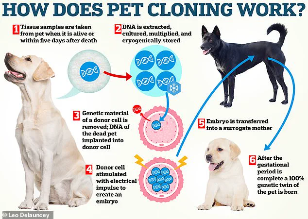 Regulatory Scrutiny Intensifies as Pet Cloning Gains Popularity, Raising Public Ethical Concerns