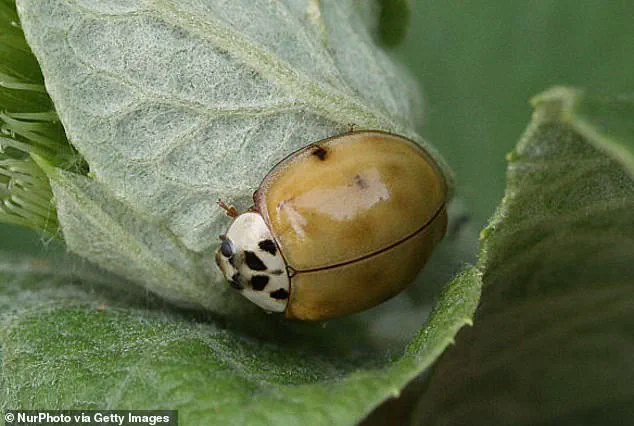 Asian Lady Beetles Invade Homes: Officials Warn of Growing Threat to Health and Property