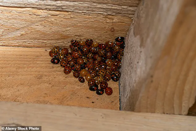 Asian Lady Beetles Invade Homes: Officials Warn of Growing Threat to Health and Property