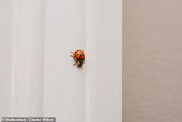Asian Lady Beetles Invade Homes: Officials Warn of Growing Threat to Health and Property