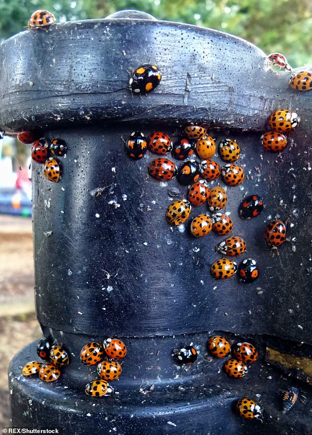Asian Lady Beetles Invade Homes: Officials Warn of Growing Threat to Health and Property