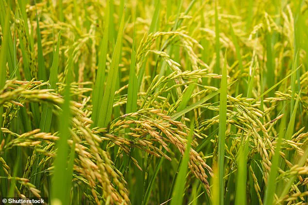 Rising CO2 Levels Linked to Nutritional Changes in Global Staple Crops, Research Shows