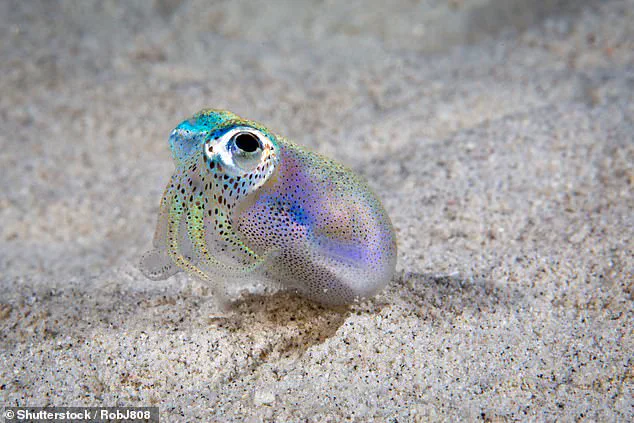 SquidKid: Organic Tamagotchi Alternative Uses Bioluminescent Bacteria, Inspired by Squid-Symbiosis