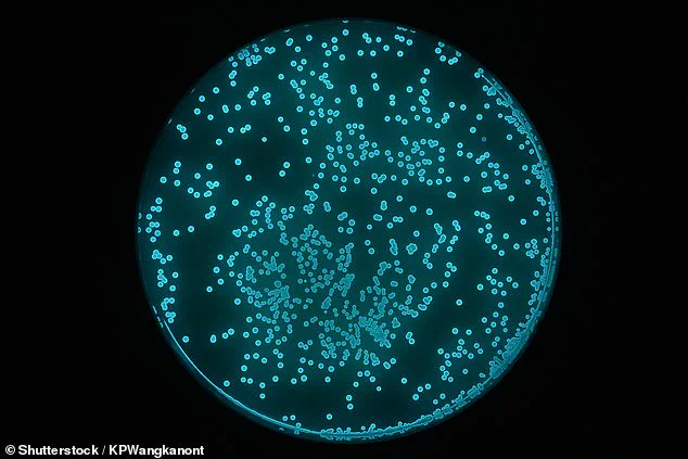 SquidKid: Organic Tamagotchi Alternative Uses Bioluminescent Bacteria, Inspired by Squid-Symbiosis