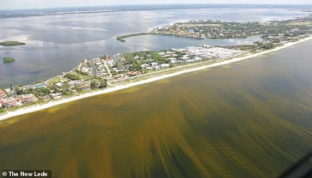 Study Reveals Potential Link Between Florida's Toxic Algae Blooms and Alzheimer's Disease, Sparking Environmental and Medical Concerns