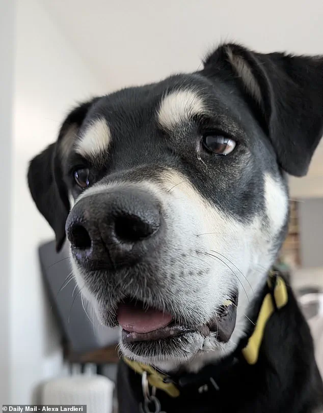 Canine Autism Debate Intensifies as Experts Highlight Rising Behavioral Concerns in Dogs