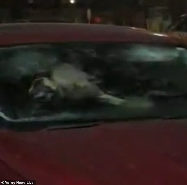 Cold Weather Exposes Legal Gaps in Animal Welfare Regulations, Prompting Community Action in Moorehead, Minnesota